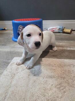 Basset Hound Dogs Available for Adoption in New London, Wisconsin - Tipsy | PetCurious