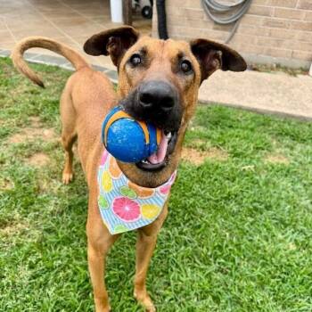 Brooklyn Cherry Your Sunshine Sidekick -  German Shepherd Dog and Belgian Shepherd Malinois Dog for Adoption in Friendswood, Texas - Brooklyn Cherry Your Sunshine Sidekick | PetCurious