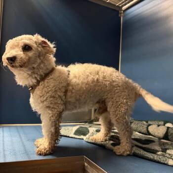 Cubs -  Poodle Dog for Adoption in Yuma, Arizona - Cubs | PetCurious