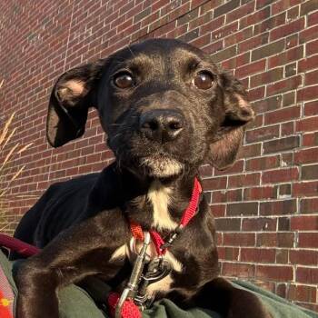 Billie Eilish -  Wirehaired Terrier and Labrador Retriever Dog for Adoption in South Elgin, Illinois - Billie Eilish | PetCurious