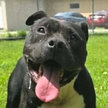 Roscoe (20260824-02) -  American Bulldog Dog for Adoption in Niagara Falls, Ontario - Roscoe (20260824-02) | PetCurious