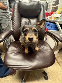 Dachshund and Terrier Dogs Available for Adoption - Meatball | PetCurious