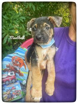 Shepherd and Rottweiler Dogs Available for Adoption in Sebring, Florida - Meatball | PetCurious