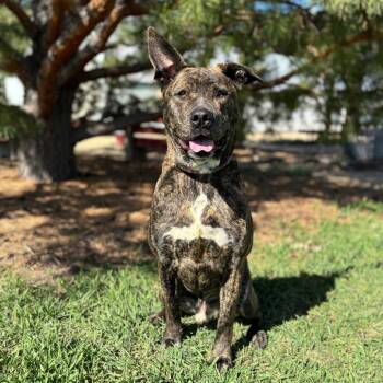 Pit Bull Terrier and Mixed Breed Dogs Available for Adoption in Fargo, North Dakota - Elwood--In Foster | PetCurious