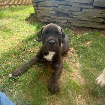 Mastiff Dogs Available for Adoption in Manchester, Pennsylvania - Frederick Minion