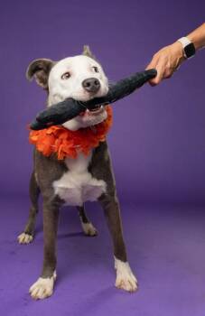 Tommy Rudford -  Mixed Breed Dog for Adoption in Atlanta, Georgia - Tommy Rudford | PetCurious
