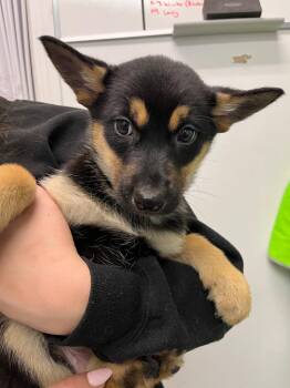 Kookaburra -  Shepherd and Husky Dog for Adoption in Yellowknife, Northwest Territories - Kookaburra | PetCurious