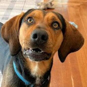 Black And Tan Coonhound Dogs Available for Adoption - Incredible Buck (CA) | PetCurious