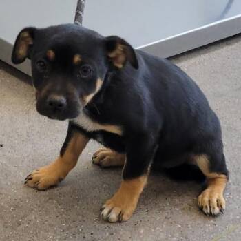 Mixed Breed Dogs Available for Adoption in Las Cruces, New Mexico - 105769 | PetCurious
