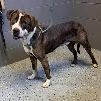Pit Bull Terrier and Mixed Breed Dogs Available for Adoption in Tuscaloosa, Alabama - TUSC-Stray-84589 | PetCurious