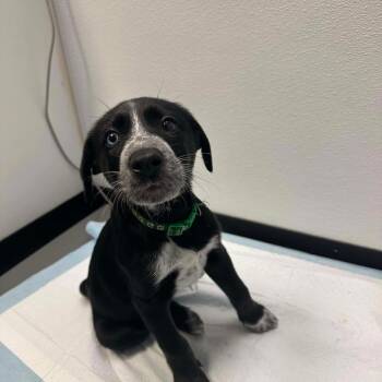 Dalmatian and Husky Dogs Available for Adoption - Baloo | PetCurious