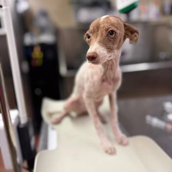 Salmon -  Mixed Breed Dog for Adoption in Pauls Valley, Oklahoma - Salmon | PetCurious