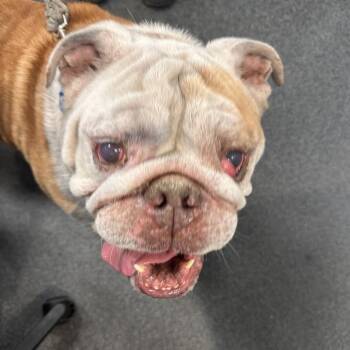 Raily -  English Bulldog Dog for Adoption in Allentown, Pennsylvania - Raily | PetCurious