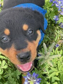 Doberman Pinscher and Mixed Breed Dogs Available for Adoption in Sunnyvale, Texas - Puppy 7 | PetCurious