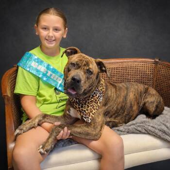 Luna -  American Staffordshire Terrier Dog for Adoption in Cheboygan, Michigan - Luna | PetCurious