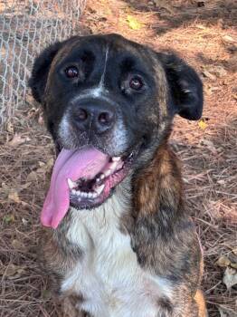 Lily -  Saint Bernard and Boxer Dog for Adoption in Little Rock, Arkansas - Lily | PetCurious