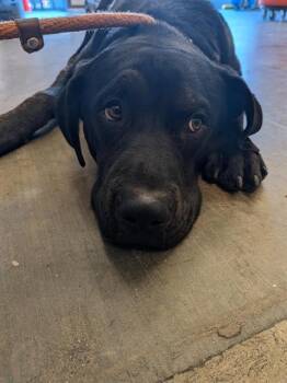 LUCKY -  Labrador Retriever and Pit Bull Terrier Dog for Adoption in Ontario, California - LUCKY | PetCurious