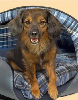 Zach in TX -  Spaniel Dog for Adoption in Cranston, Rhode Island - Zach In TX | PetCurious