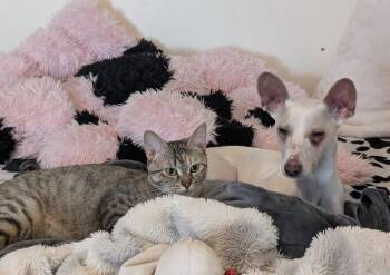 Chihuahua Dogs Available for Adoption in Cheektowaga, New York - Tarzan | PetCurious