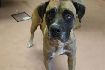 PARMIDA -  Mixed Breed Dog for Adoption in Columbia, South Carolina - PARMIDA | PetCurious