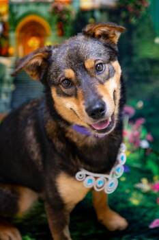 Chloe -  Australian Shepherd Dog for Adoption in Plover, Wisconsin - Chloe | PetCurious