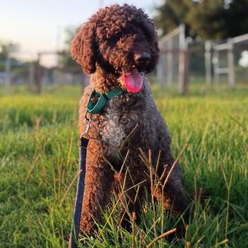 Reynaldo — Your New Adventure Buddy -  Aussiedoodle and Labradoodle Dog for Adoption in Houston, Texas - Reynaldo — Your New Adventure Buddy | PetCurious