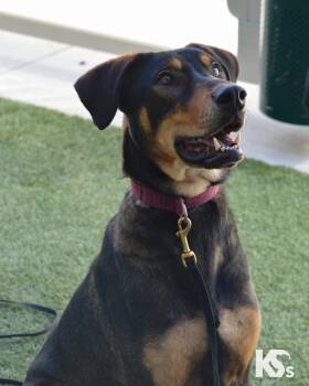 Rescue Doberman Pinscher and German Shepherd Dog Dogs for Adoption - Nitro | PetCurious