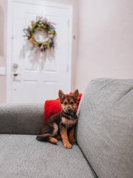 Maya -  German Shepherd Dog Dog for Adoption in Goodyear, Arizona - Maya | PetCurious