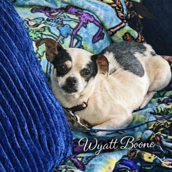 Chihuahua Dogs Available for Adoption in New Orleans, Louisiana - Wyatt Boone | PetCurious