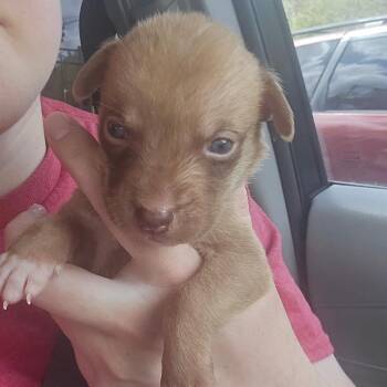 Husky Dogs Available for Adoption in Aberdeen, North Carolina - Red | PetCurious