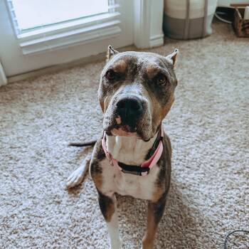 Rescue Pit Bull Terrier Dogs for Adoption in Temple, Texas - Nova | PetCurious