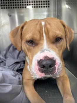 Bullwinkle -  Pit Bull Terrier Dog for Adoption in Austin, Texas - Bullwinkle | PetCurious