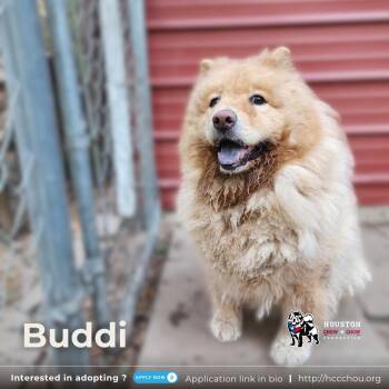 Rescue Chow Chow Dogs for Adoption in Houston, Texas - Buddi | PetCurious