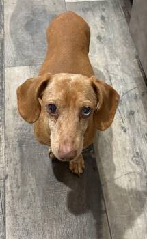 Dachshund Dogs Available for Adoption - Kiko | PetCurious