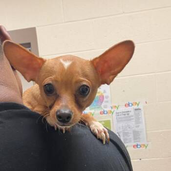 Mixed Breed Dogs Available for Adoption in Memphis, Tennessee - Butler | PetCurious