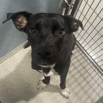 Sam -  Terrier Dog for Adoption in Clearwater, Florida - Sam | PetCurious