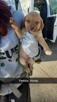 Mixed Breed Dogs Available for Adoption - Honey | PetCurious