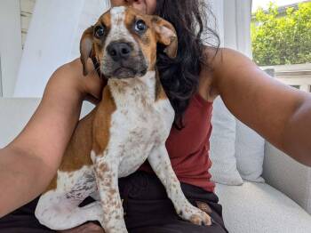 Mixed Breed Dogs Available for Adoption in Holbrook, New York - MEADOW | PetCurious