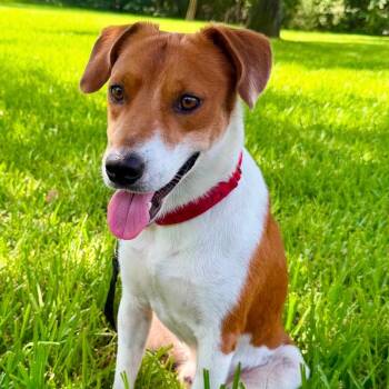 Chief -  Beagle and Mixed Breed Dog for Adoption in Montgomery, Texas - Chief | PetCurious