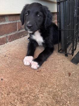 Bolo -  Retriever Dog for Adoption in Greenville, South Carolina - Bolo | PetCurious