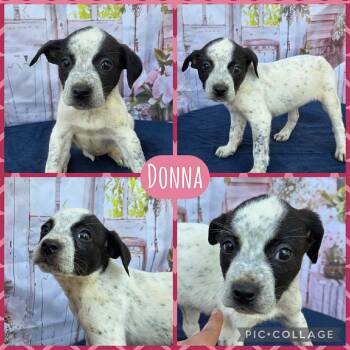 Australian Cattle Dog Blue Heeler Dogs Available for Adoption - Donna | PetCurious