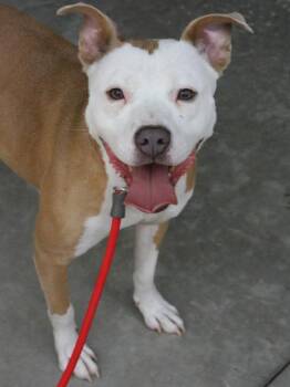 Angel Mist -  Mixed Breed Dog for Adoption in Chamblee, Georgia - Angel Mist | PetCurious