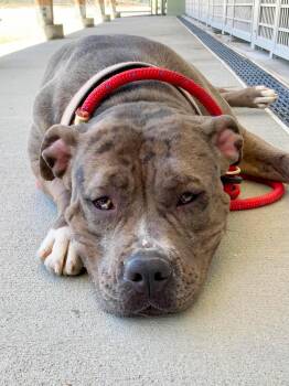 American Bully and Pit Bull Terrier Dogs Available for Adoption in Providence, Rhode Island - Blossom | PetCurious