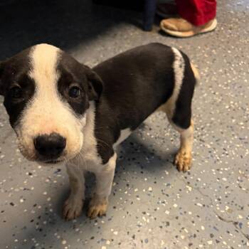 TUSC-Stray-85166_2 -  Pit Bull Terrier and Labrador Retriever Dog for Adoption in Tuscaloosa, Alabama - TUSC-Stray-85166_2 | PetCurious