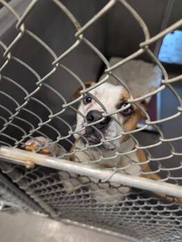 American Staffordshire Terrier and Mixed Breed Dogs Available for Adoption in Tallahassee, Florida - TEBOW | PetCurious