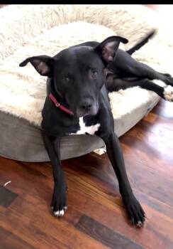 Rescue Terrier Dogs for Adoption in North Augusta, South Carolina - Onyx | PetCurious