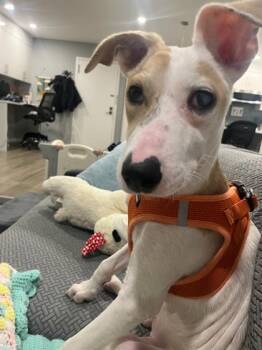 Terrier and Mixed Breed Dogs Available for Adoption - Caico | PetCurious