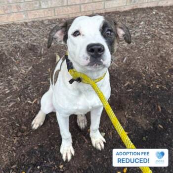 Ellington -  Pit Bull Terrier Dog for Adoption in Naperville, Illinois - Ellington | PetCurious
