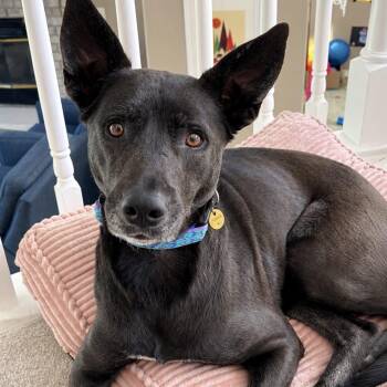 Birdie -  Labrador Retriever and German Shepherd Dog Dog for Adoption in Mead, Colorado - Birdie | PetCurious