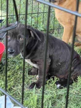 Terrier Dogs Available for Adoption in San Antonio, Texas - BLAZE | PetCurious